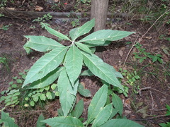 Verbesina alternifolia