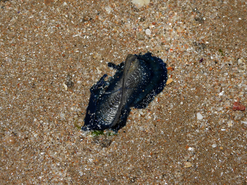 photo of By-the-wind Sailor (Velella velella)