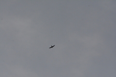 Panyptila cayennensis