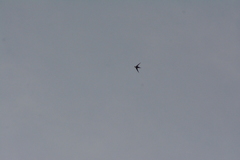 Panyptila cayennensis