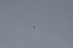 Panyptila cayennensis