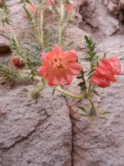 Caiophora chuquitensis