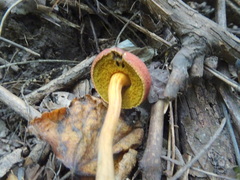 Hortiboletus