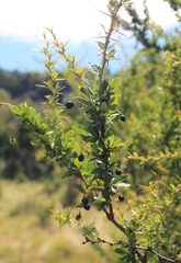 Berberis microphylla