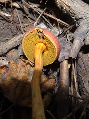 Hortiboletus