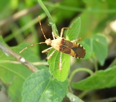 Hypselonotus punctiventris