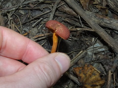 Hortiboletus