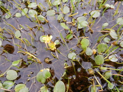Ranunculus flagelliformis