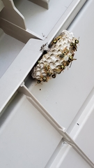 Polistes dominula