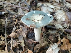 Russula redolens