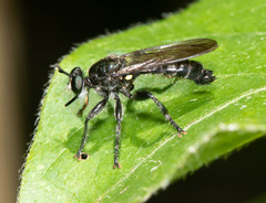 Laphria sicula
