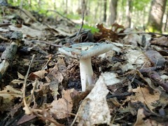 Russula redolens