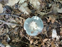 Russula redolens