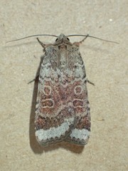 Abagrotis scopeops