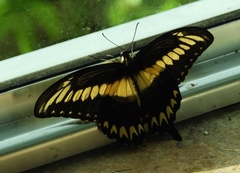 Heraclides pallas bajaensis