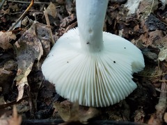 Russula redolens
