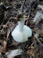 Russula redolens