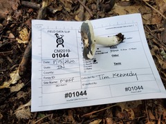 Russula redolens