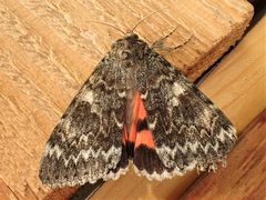 Catocala californica