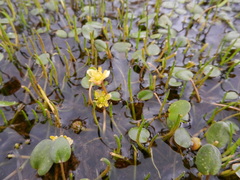 Ranunculus flagelliformis