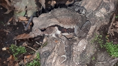 Bufo praetextatus