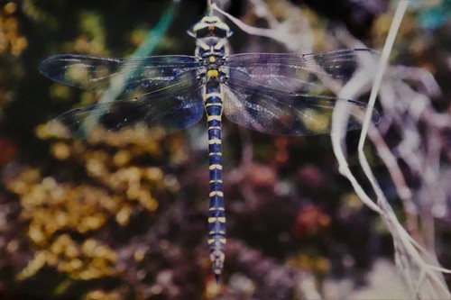 Cordulegaster boltonii