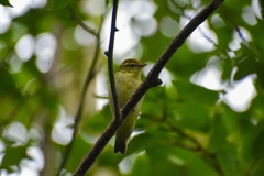 Phylloscopus examinandus