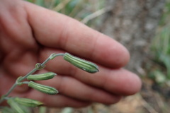 Silene scouleri pringlei
