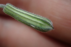 Silene scouleri pringlei