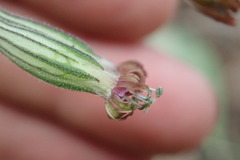 Silene scouleri pringlei