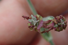 Silene scouleri pringlei