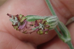 Silene scouleri pringlei