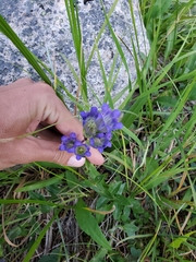 Gentiana affinis