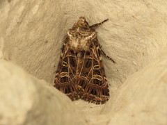 Sideridis reticulata
