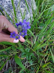 Gentiana affinis