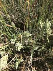 Chloropyron maritimum