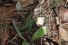 Silene scouleri pringlei