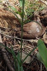 Silene scouleri pringlei