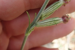 Silene scouleri pringlei
