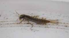 Isonychiidae