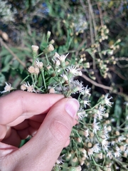 Vernonanthura polyanthes