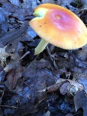 Amanita parcivolvata