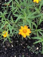 Cosmos sulphureus