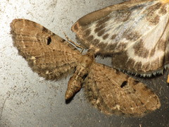 Eupithecia assimilata