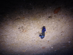 Tambja morosa