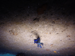Tambja morosa