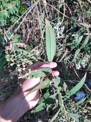 Vernonanthura polyanthes