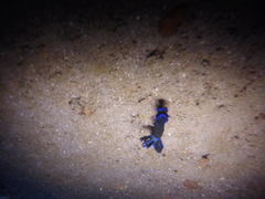 Tambja morosa
