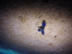 Tambja morosa