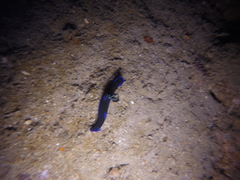 Tambja morosa